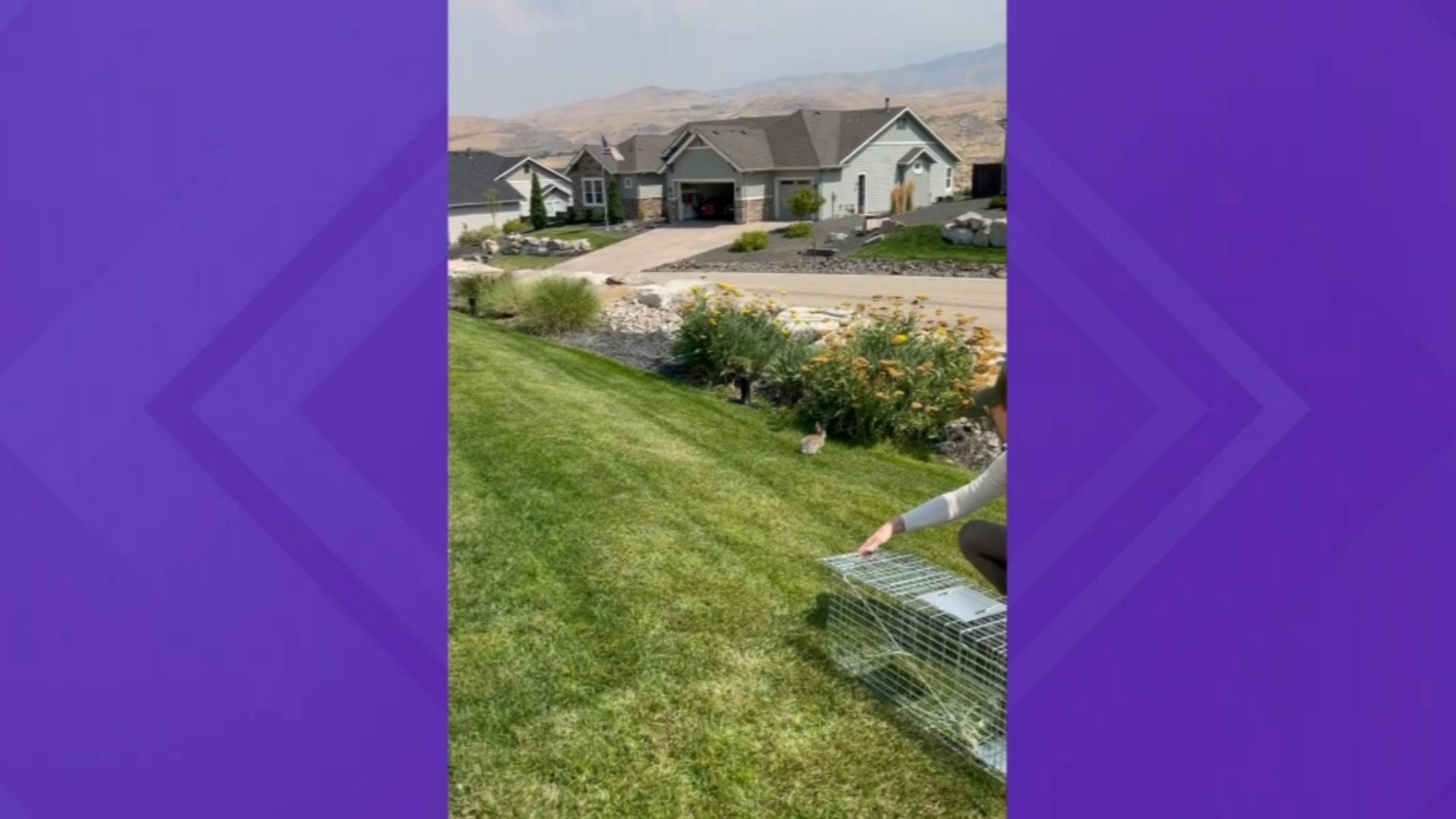 Release of bunny that had a dart in its head.