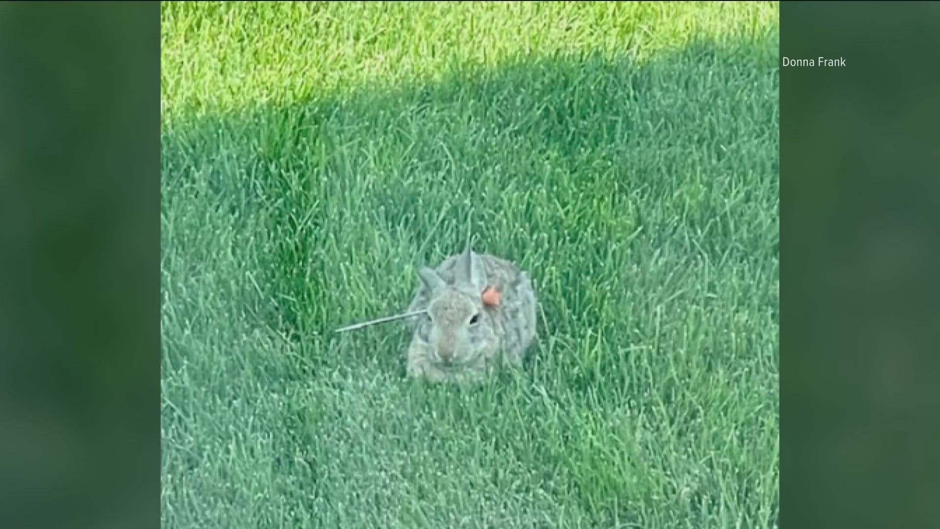 The neighbors trapped the bunny and vets at the Hidden Springs Animal Hospital removed the dart for free. The bunny's prognosis? Complete recovery.