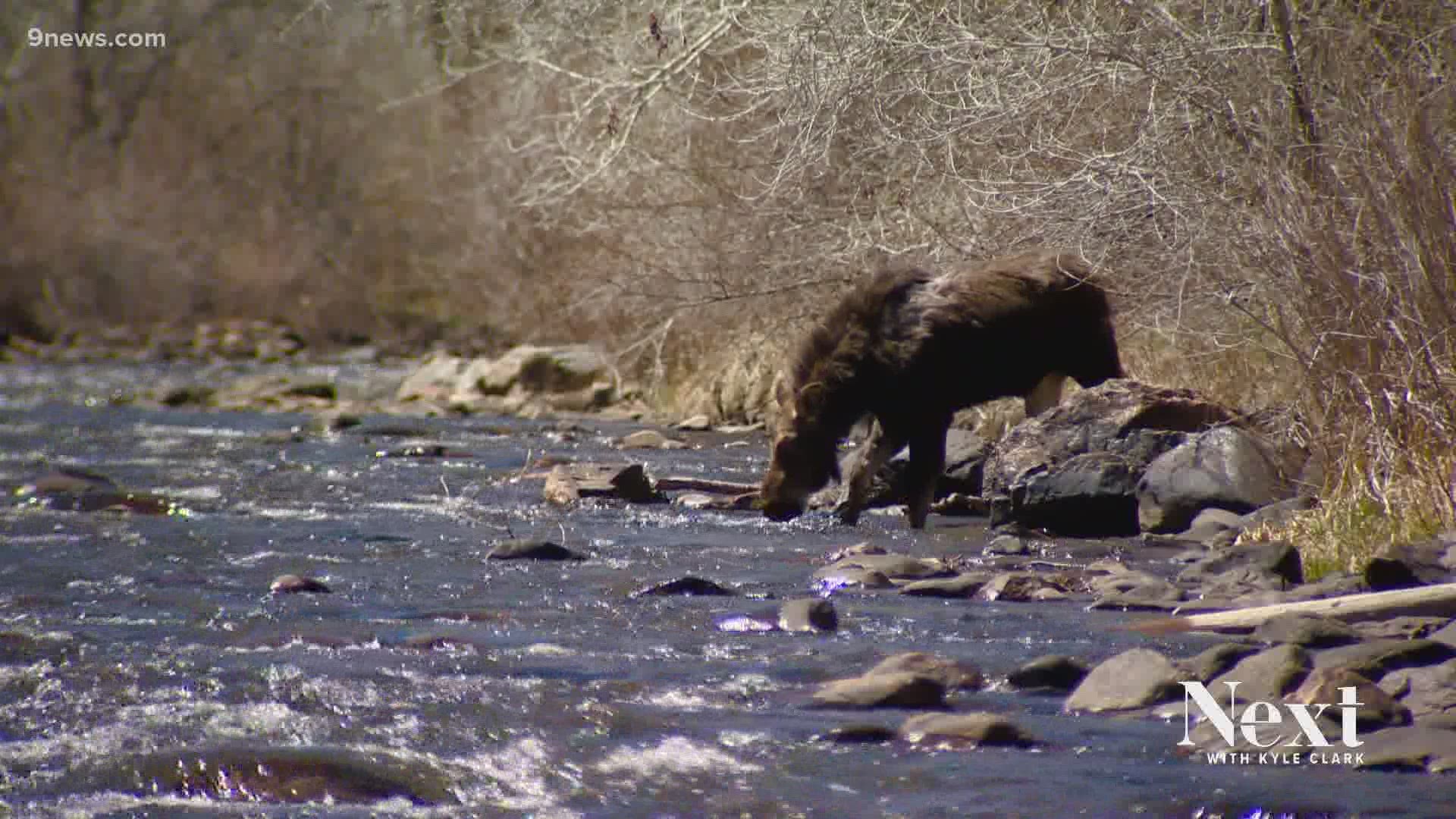 It looks like bears killed a woman in Durango, but fatal bear attacks are rare in Colorado. It's the moose you got to look out for.