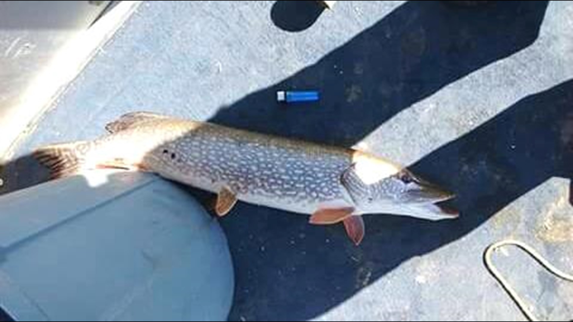 Anglers can earn $20 per fish by catching illegally introduced northern pike at Kenney Reservoir in northwestern Colorado.