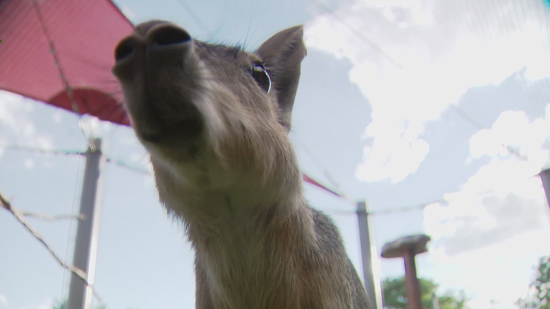 A Lakewood official said visitors and park rangers have reported seeing a Patagonian mara at Bear Creek Lake Park.