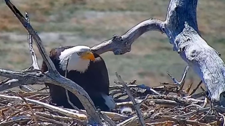 Nest-wrecking Colorado eagle now a mother (and the father is the man she stole)
