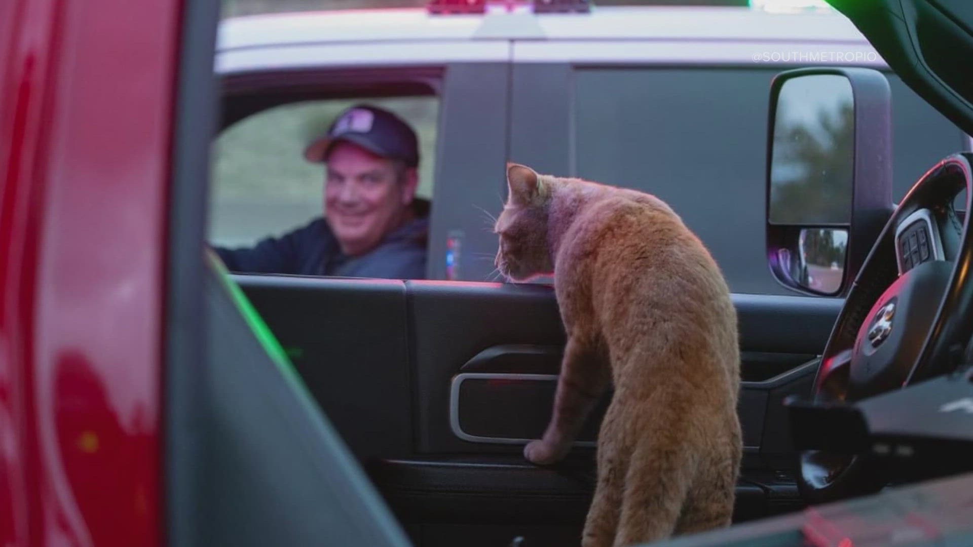 When an orange cat showed up on a South Metro Fire scene, firefighters helped him out – then adopted it and called it "Hazi."