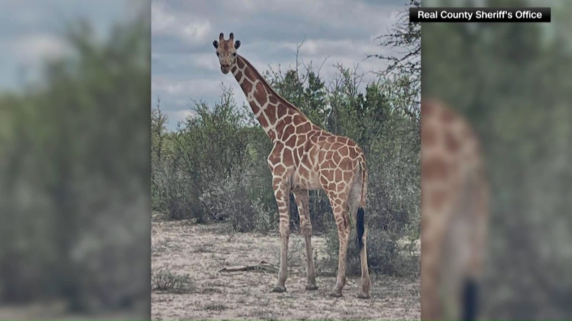 Veterinarian describes safe return of Gracie the giraffe after escape: 'A lot of prayers and a lot of good luck'