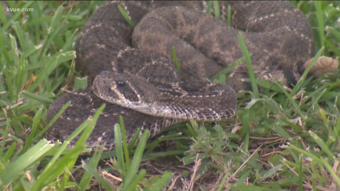 Here's what you should do if you find a snake in your yard | 13wmaz.com