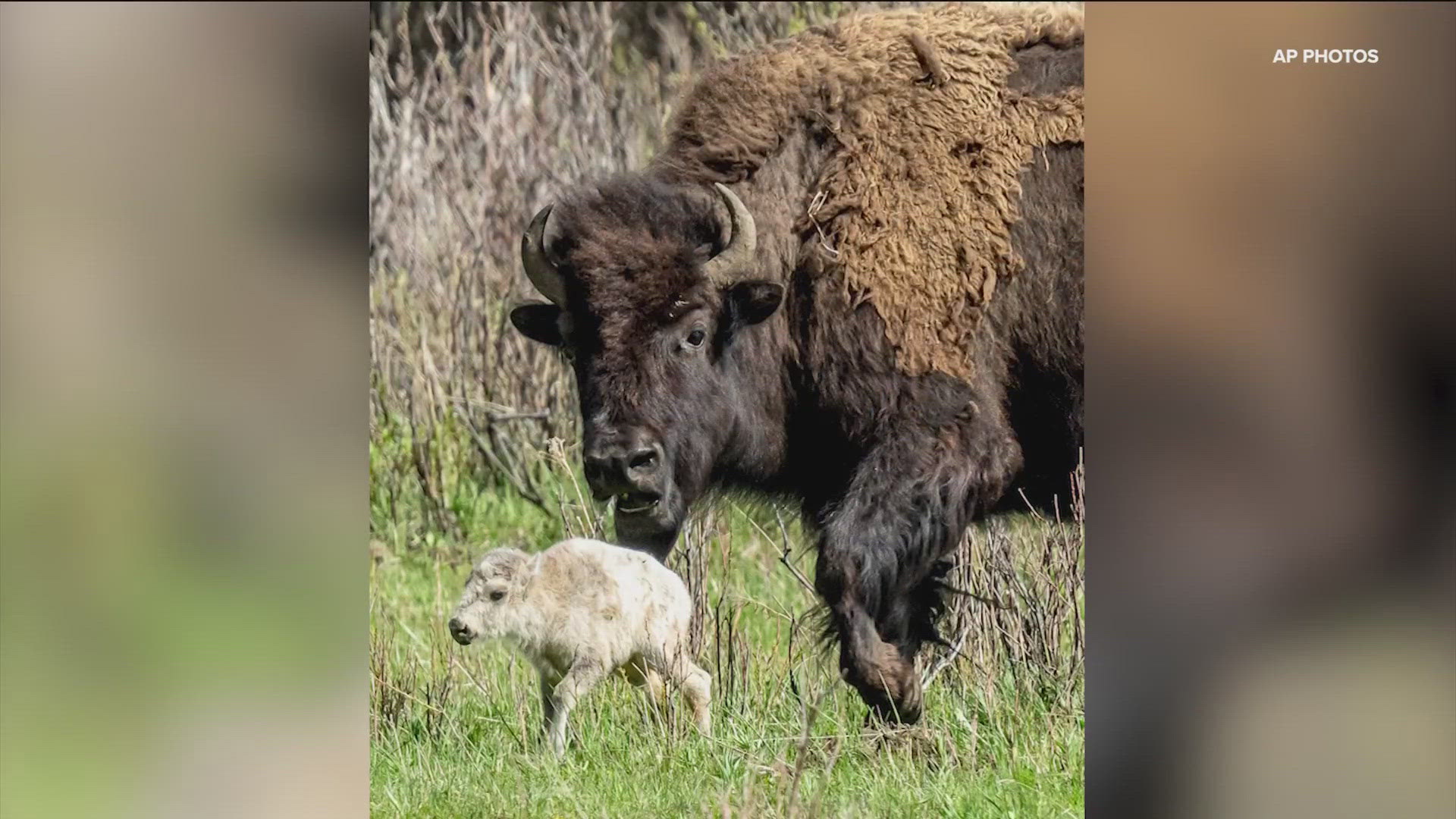 White bison calf at Yellowstone not seen since June 4, park says ...