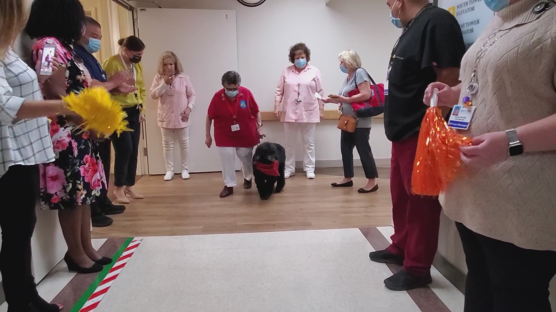 In the spirit of National Therapy Animal Day, Doctors Medical Center employees cheered on Tassy as she walked down the corridors for the final time.