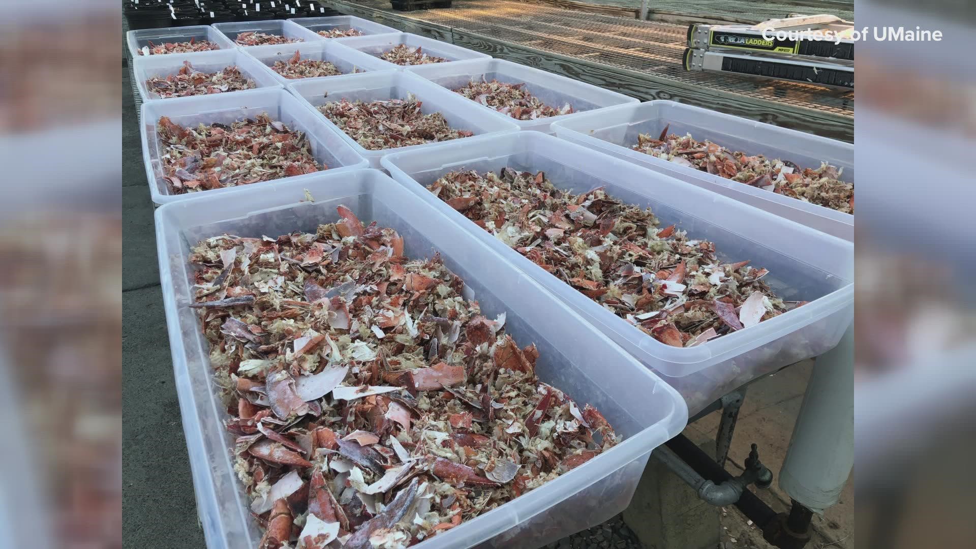 Researchers hope to bridge both the potato and lobster industries in the state.