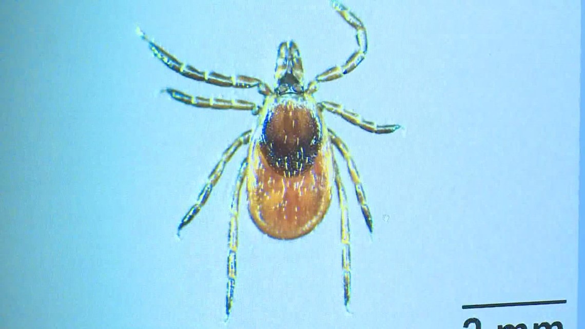Experts share tips for safety and prevention ahead of tick season - Vimarsana News