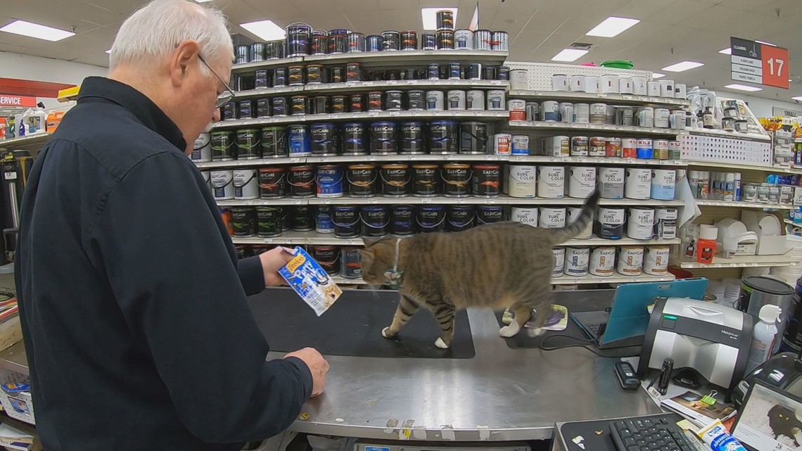 Meet the cat who lives at a South Portland hardware store - Vimarsana News