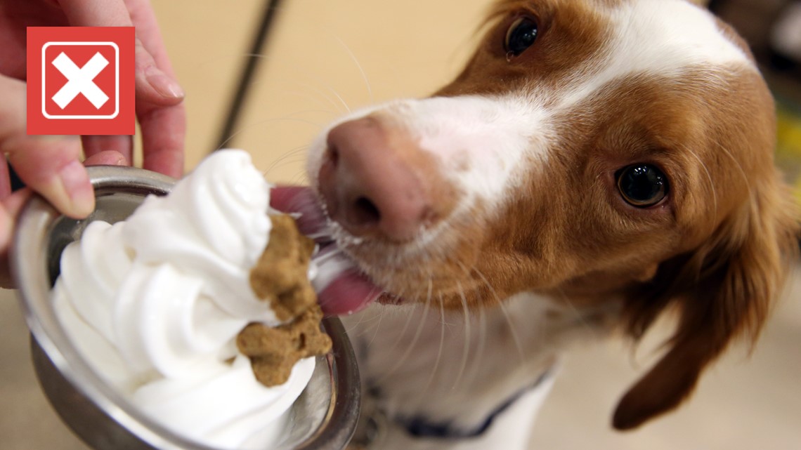No, McDonald’s ice cream does not contain xylitol, a sugar substitute dangerous to dogs