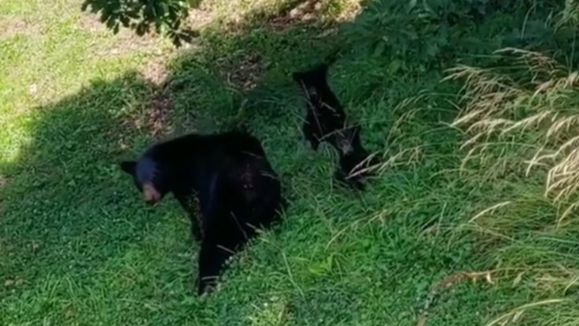 They're back! The photogenic bear family continues to thrive in Wears Valley. (Video: Sharon and Trevor Turner)