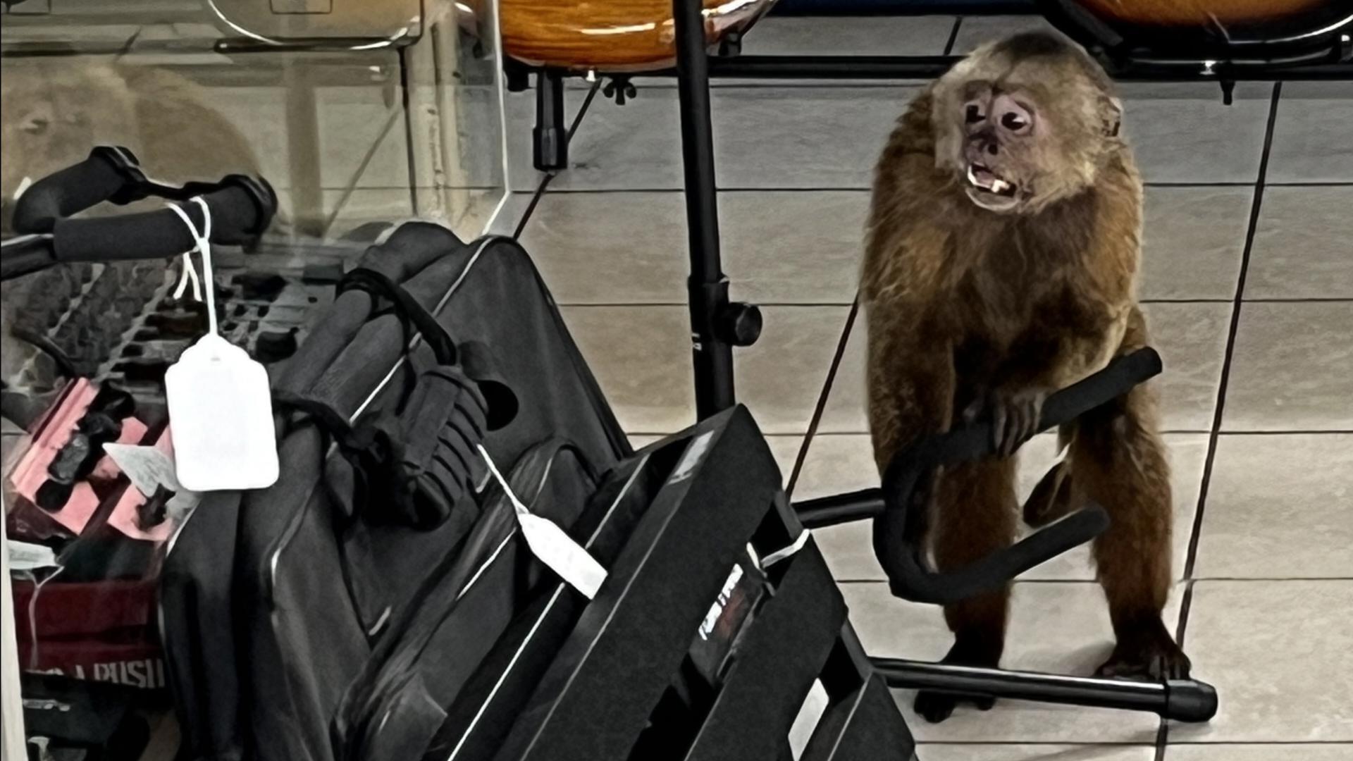 Tennessee police searching for monkey who damaged business, musical ...