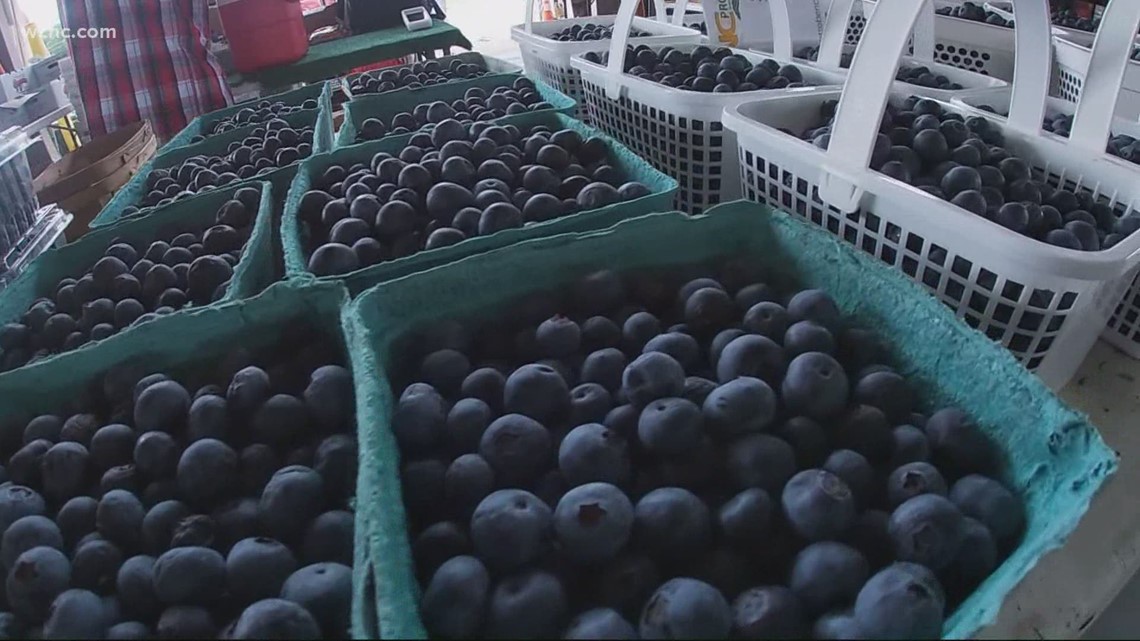 Here's what you need to do to get you blueberry bushes ready - Vimarsana News