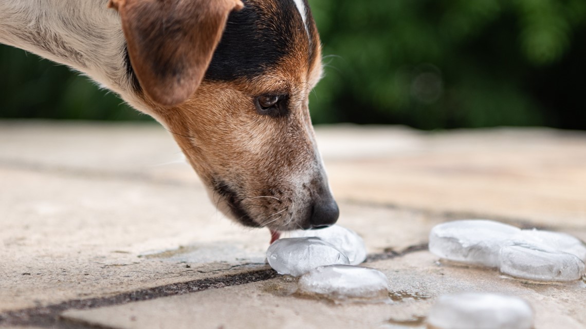 No, it is not dangerous for dogs to eat ice cubes on a hot day