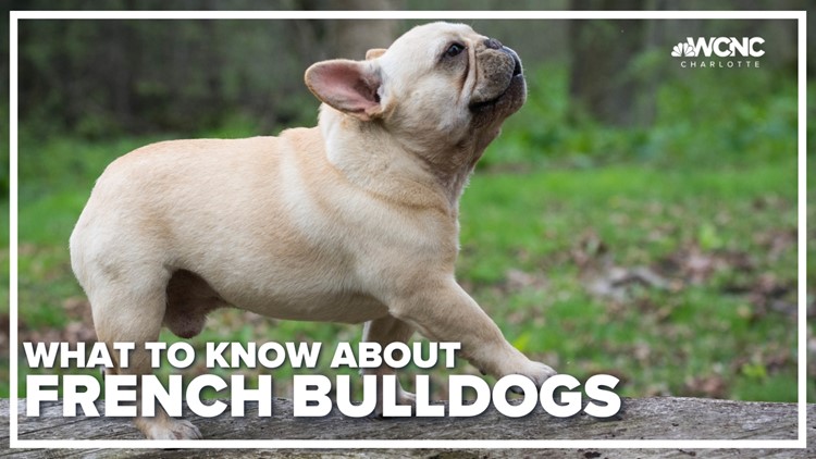 What to know about French Bulldogs on National Puppy Day