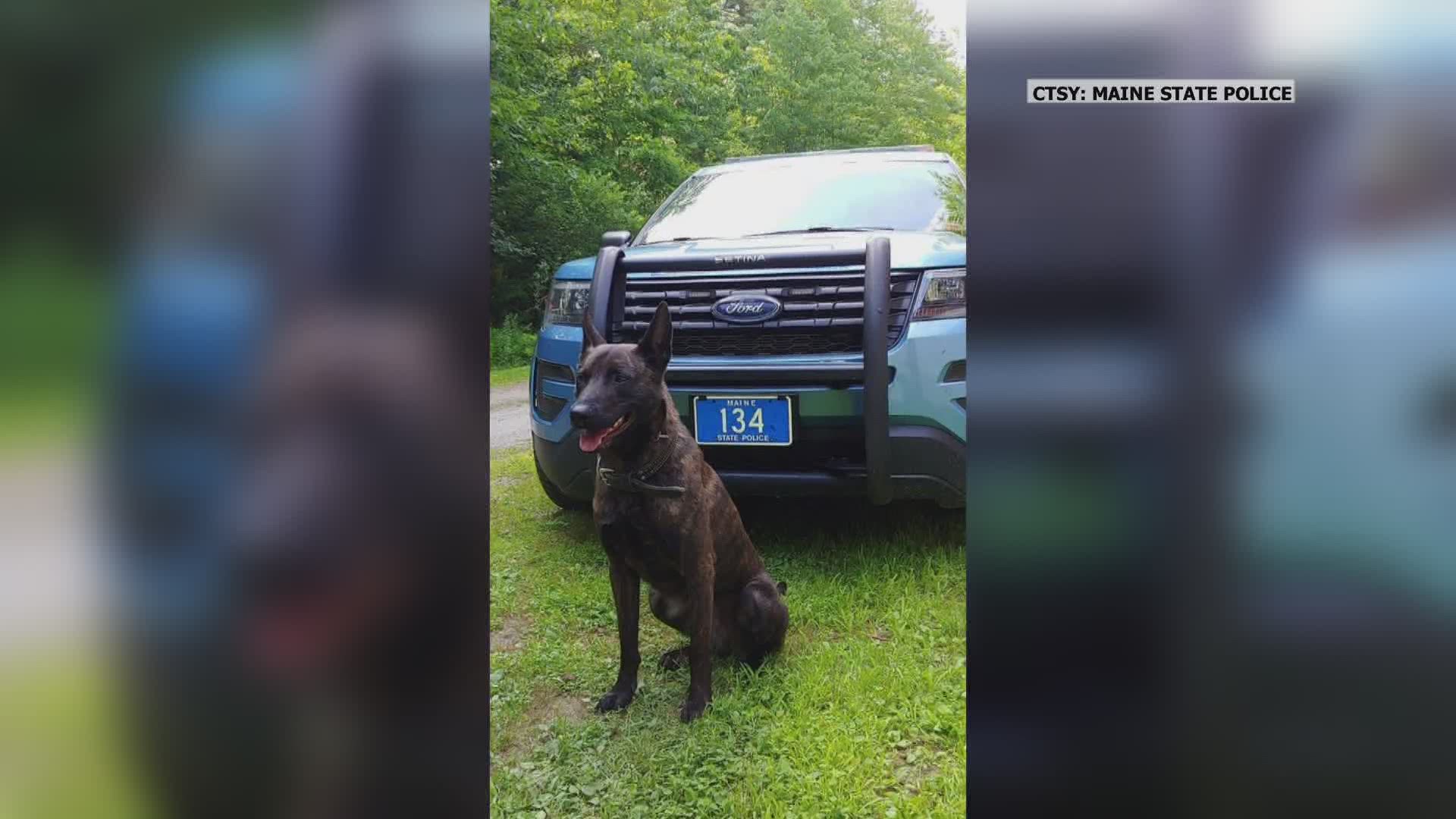 A Maine State Police K-9 named Dutch is quite the hero after he found a missing kindergartener who ran off into the woods during recess.