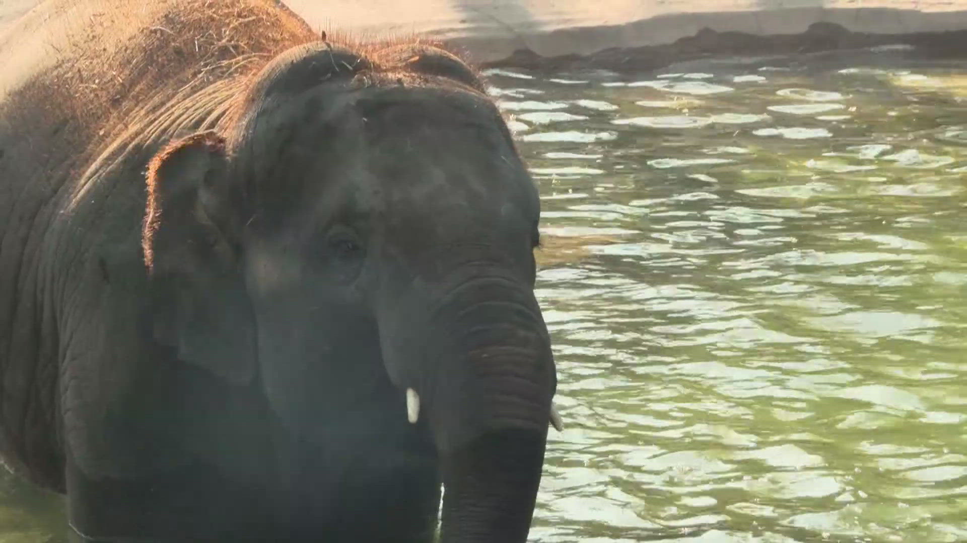 Baby Brazos is included in groundbreaking research into a fast-moving deadly virus that is killing Asian elephants.