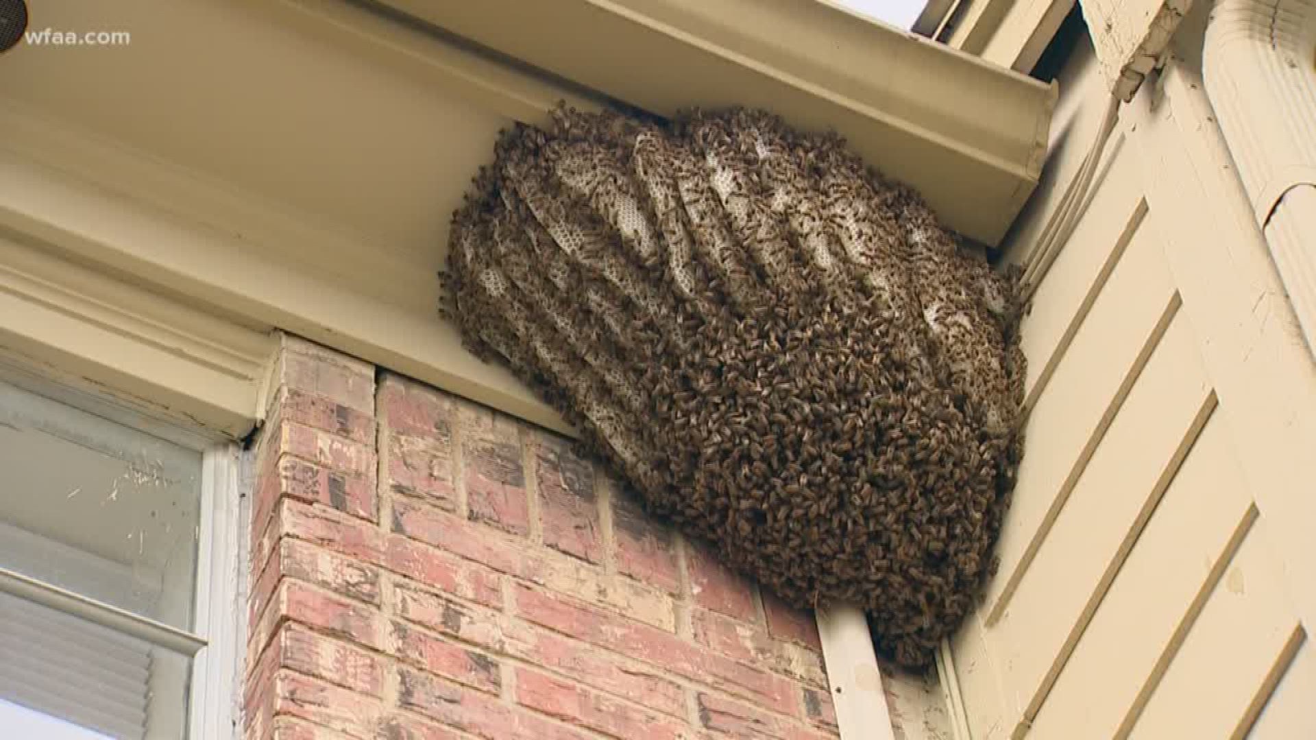 Bee colony invades southwest Dallas apartment