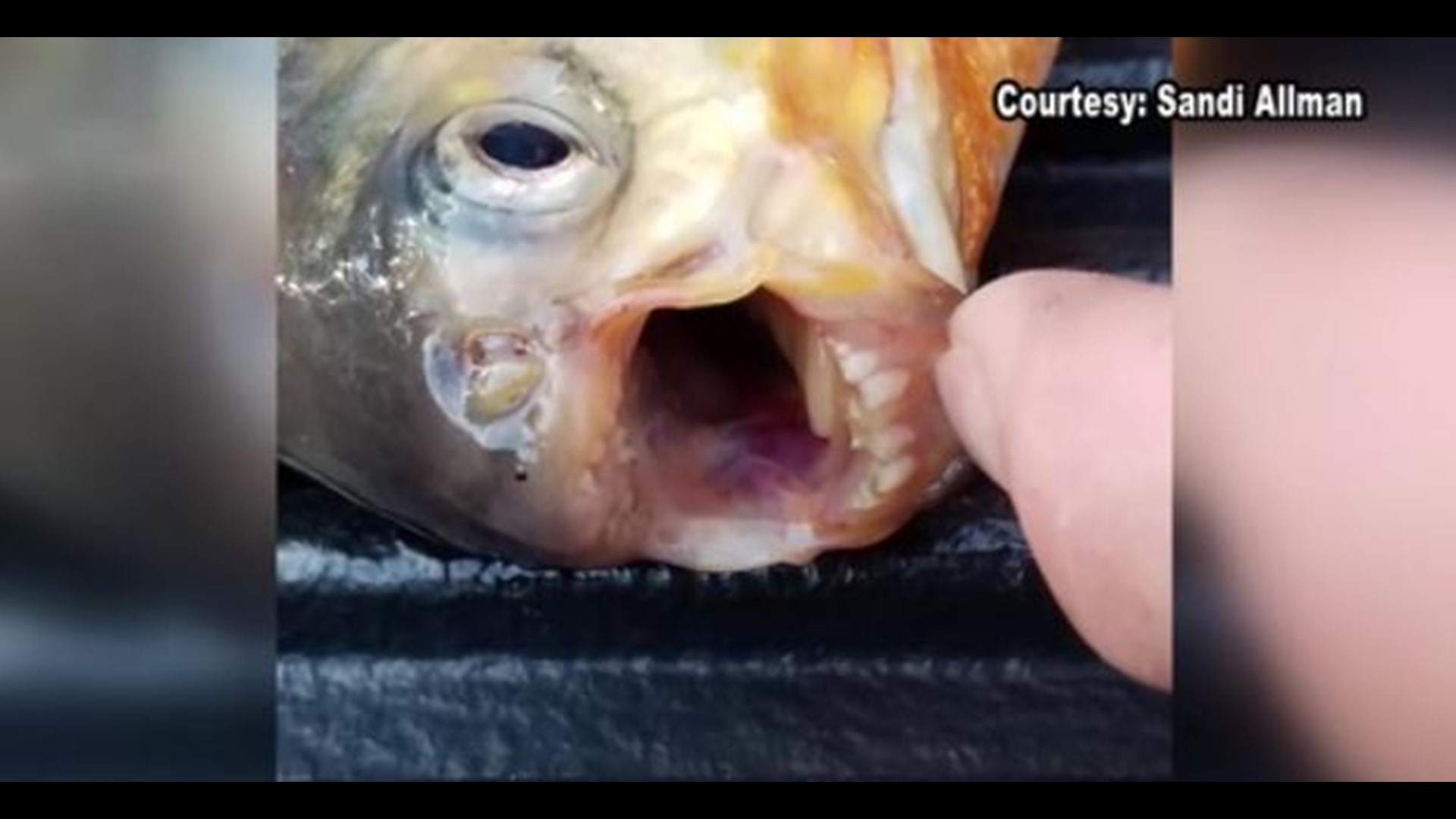 A fisherman reeled in a scary find on the Catawba River. It’s a pacu fish that has a mouthful of human-like teeth!