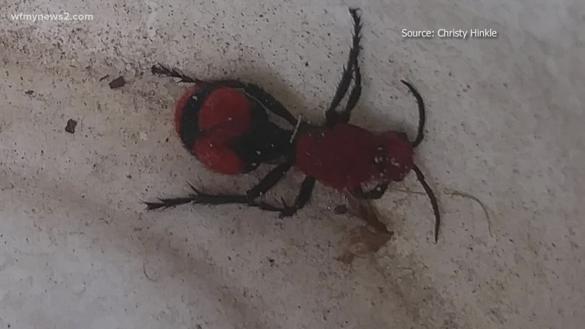 A WFMY viewer asked us to VERIFY the identity of this ant-like bug. Turns out, it’s a wasp dubbed the ‘cow killer.’