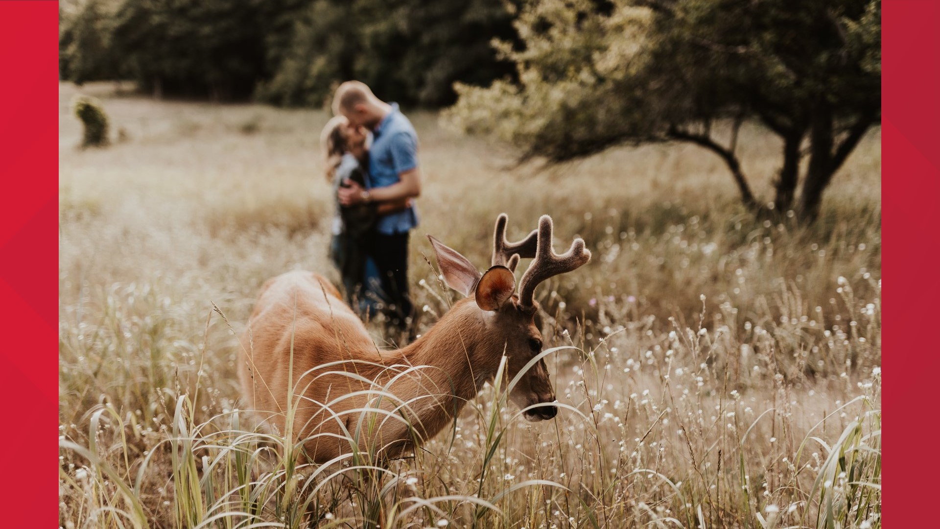 We call it photobombing, they call it home! Photographer Eldina Kovacevic, owner of Inna Kova Photography, was conducting an engagement shoot for a couple when a deer did a deer thing--crept into photo session.