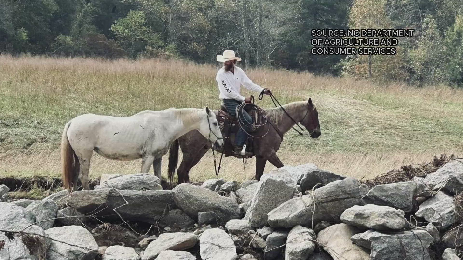 The rescue team even paddle-boarded food to the horses once they found them.