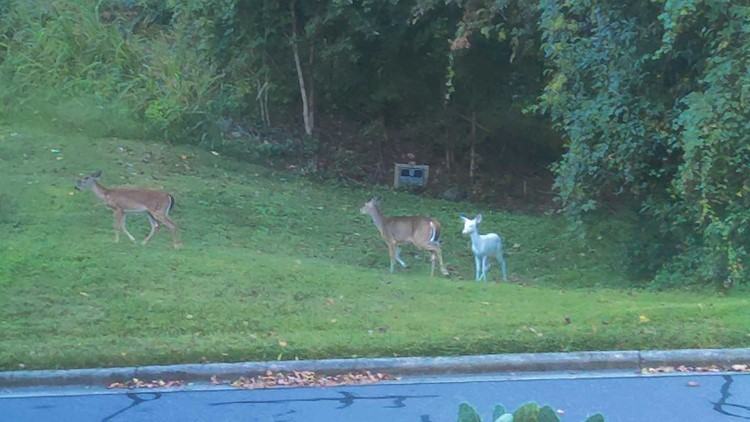 A rare sight! An albino deer spotted in North Carolina