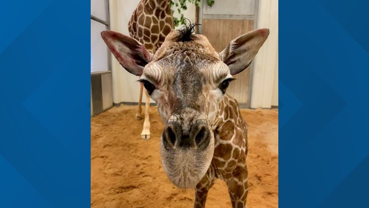 Cute Alert!: Baby giraffe born at North Carolina Zoo