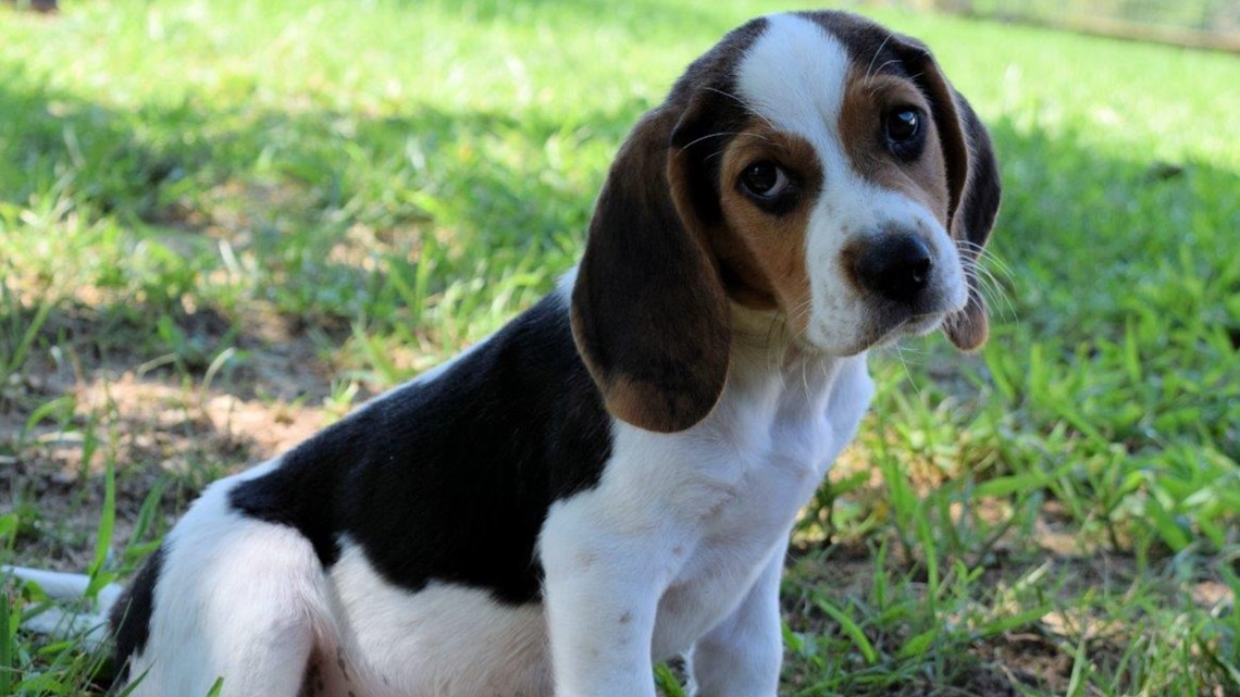 Pup Goes From Stray to Star: Beagle Found Wandering On 