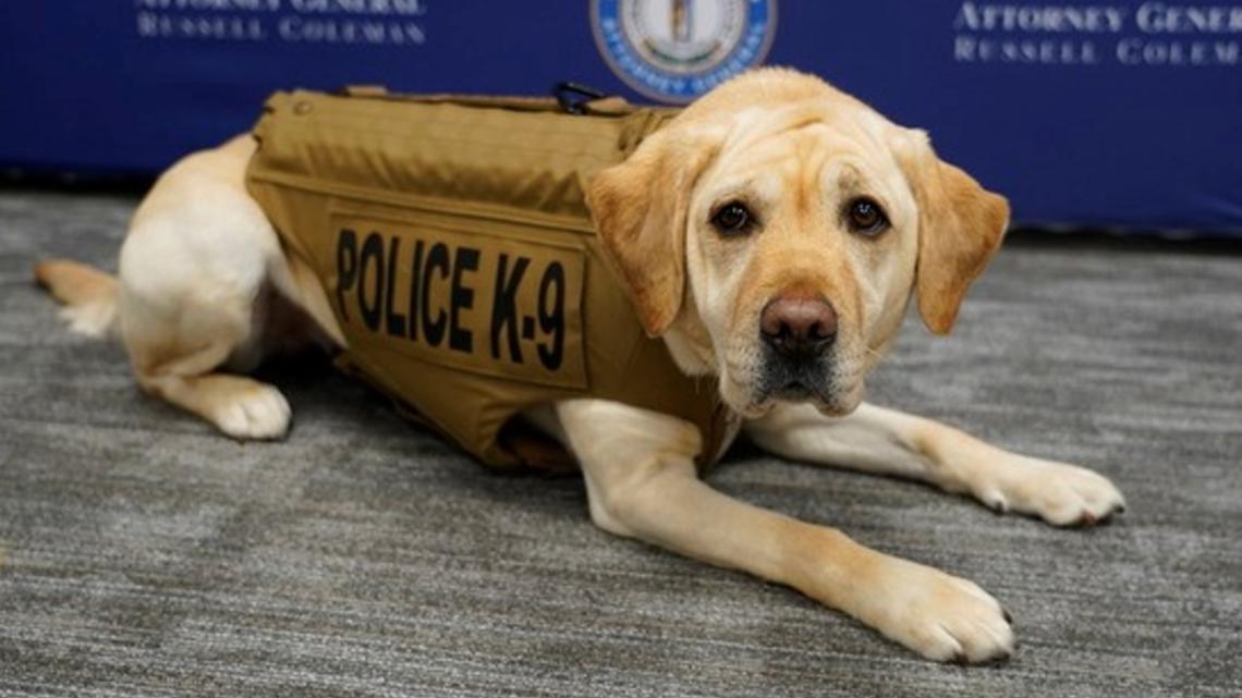 K-9 that helps catch child predators across Kentucky gets protective vest