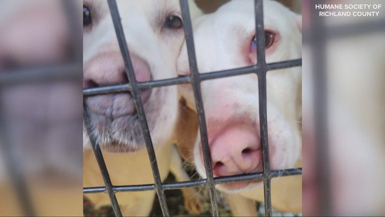 65 dogs, 15 puppies rescued from 'filthy' home