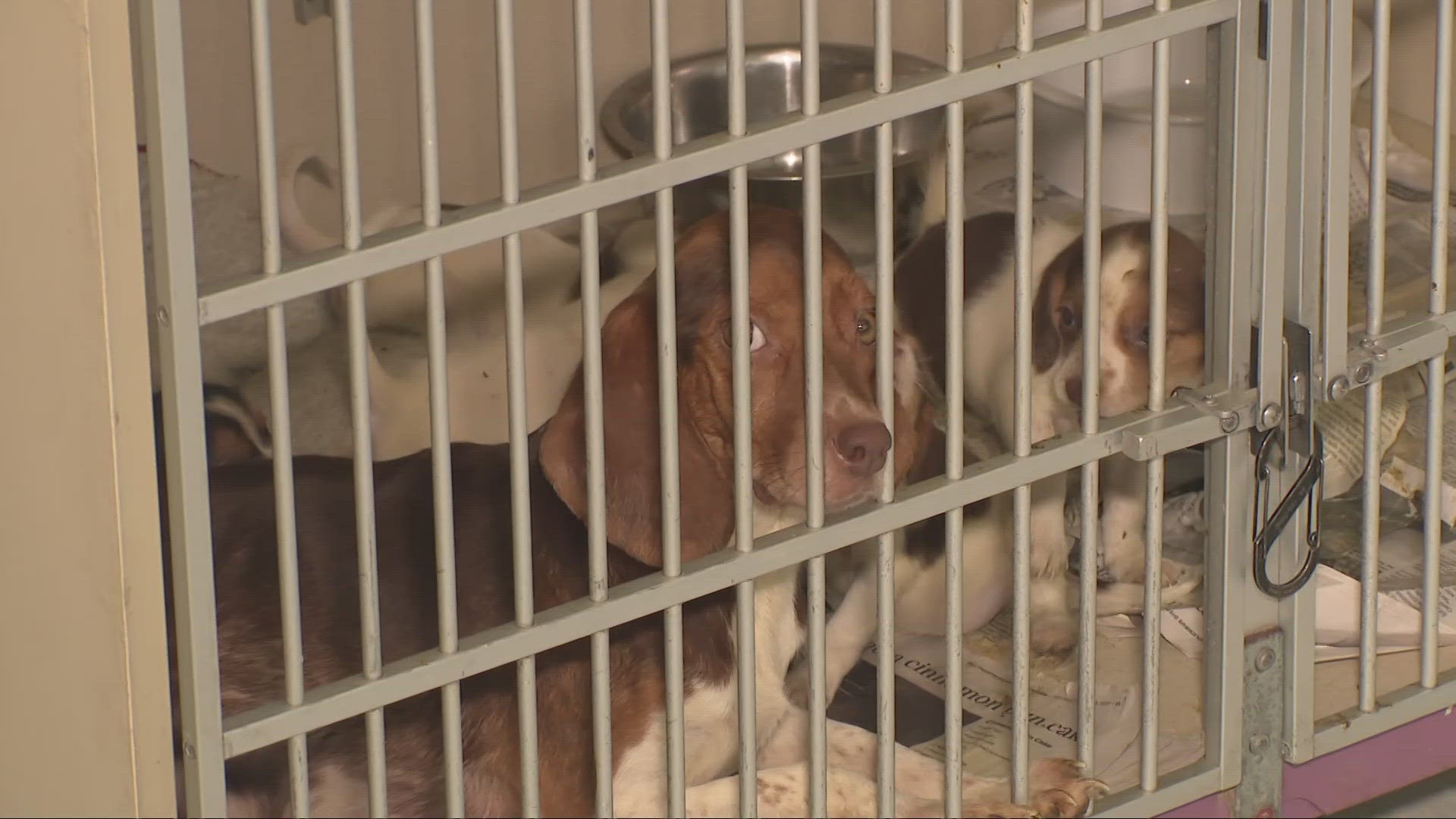 One dog has since died. The rest are currently at the Humane Society in Mansfield. The couple's four grandchildren were relocated.