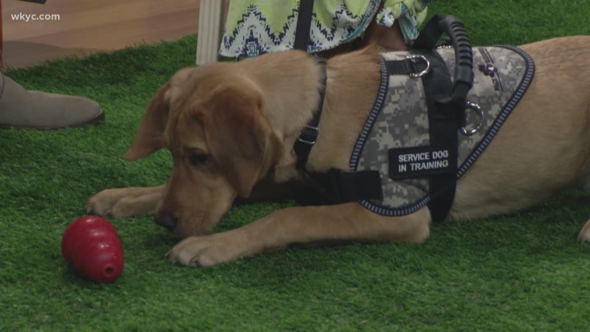 uga service dog training