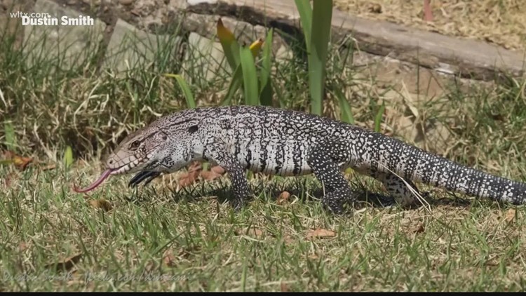 Georgia wildlife agency seeking reports of invasive lizards