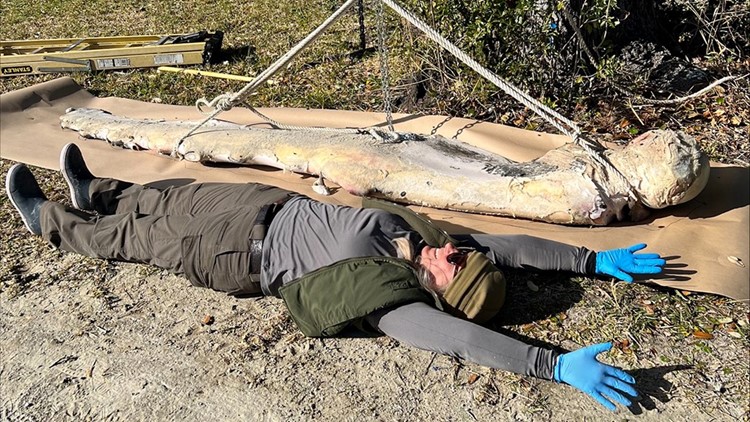 Dead humpback's 311-pound flipper to be displayed at NC park