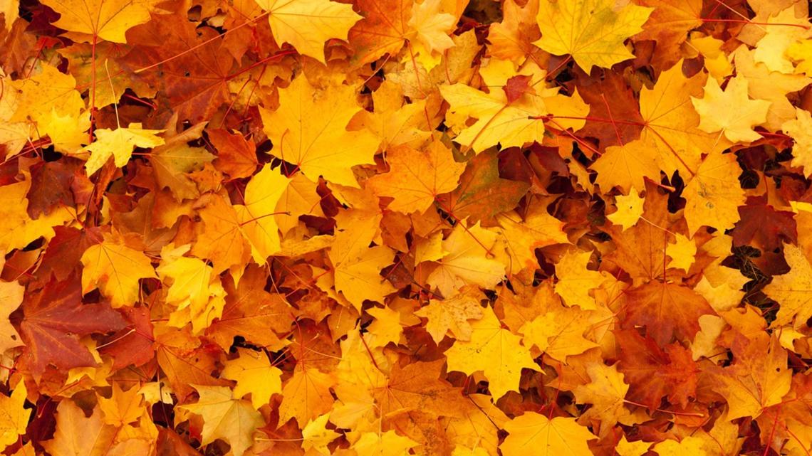 does-october-rain-affect-fall-leaves-changing-colors-13wmaz