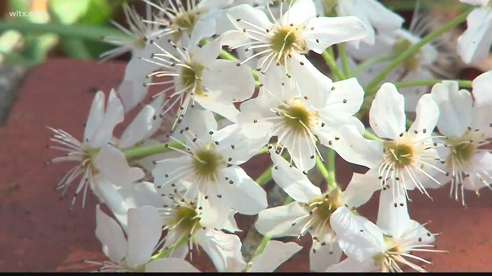 The Bradford pear stands out in late winter and early spring, but even though the tree produces flowers, it is anything but sweet.