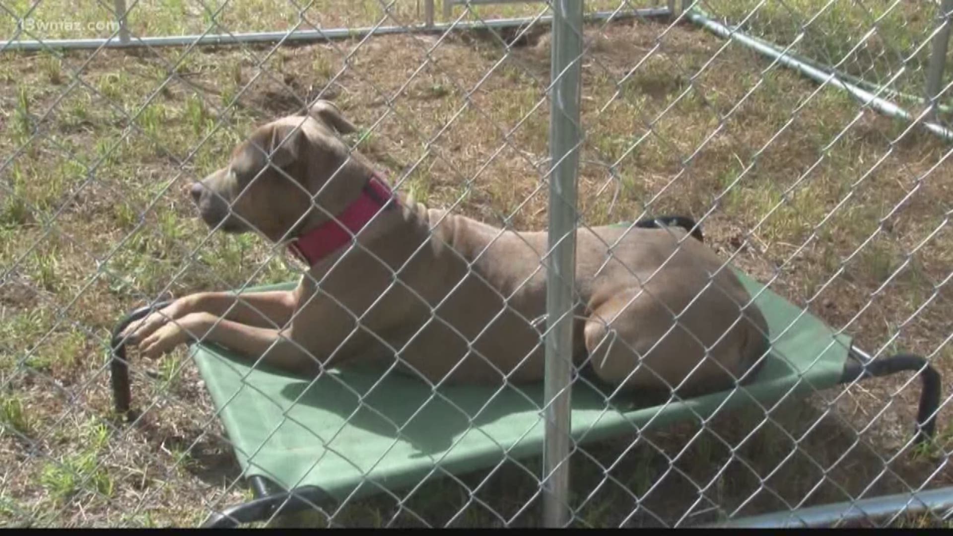 Perry rescue transforms troubled dogs