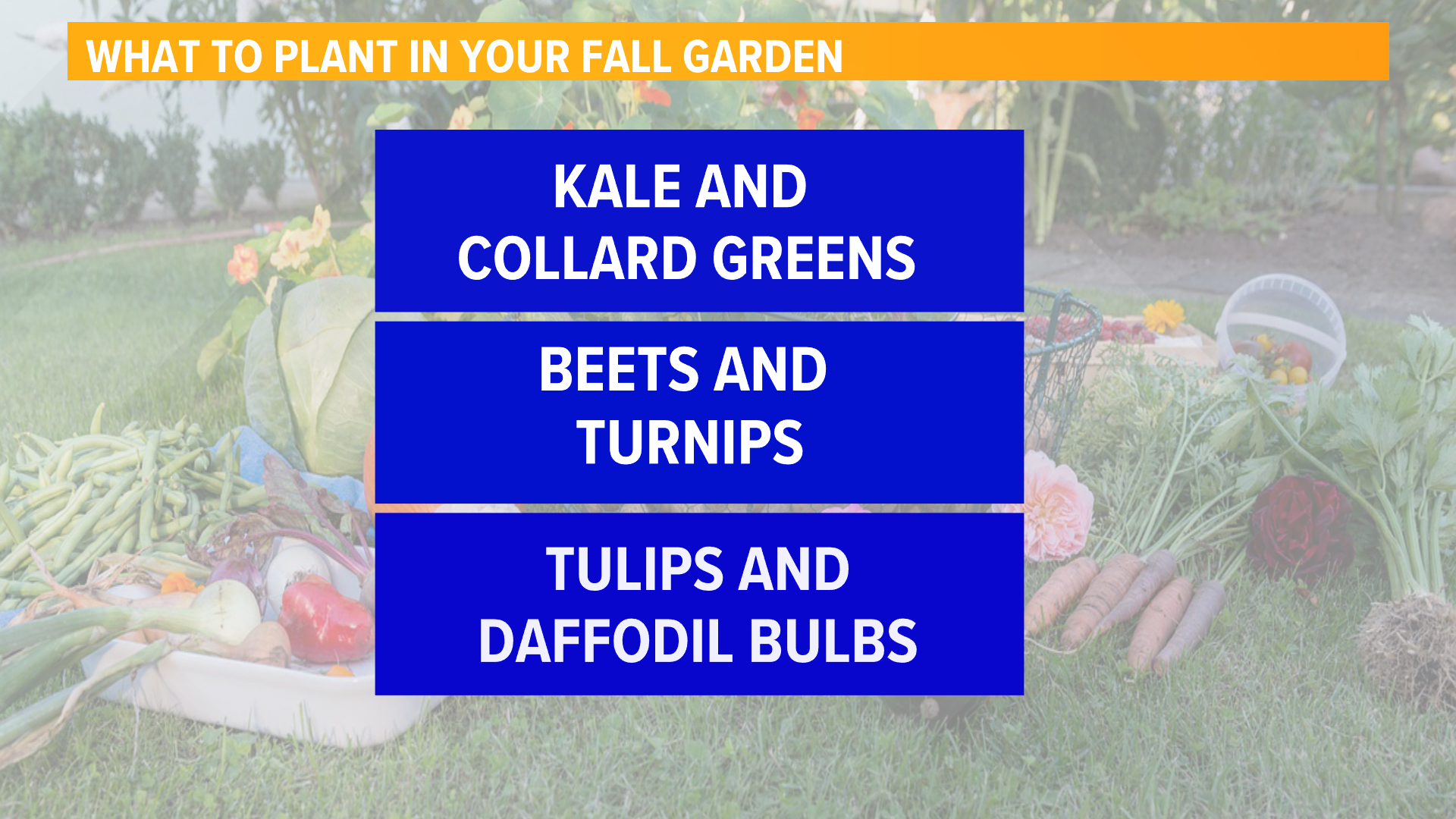 Fall is less than a month away, and the change in seasons brings the need for some new plants.