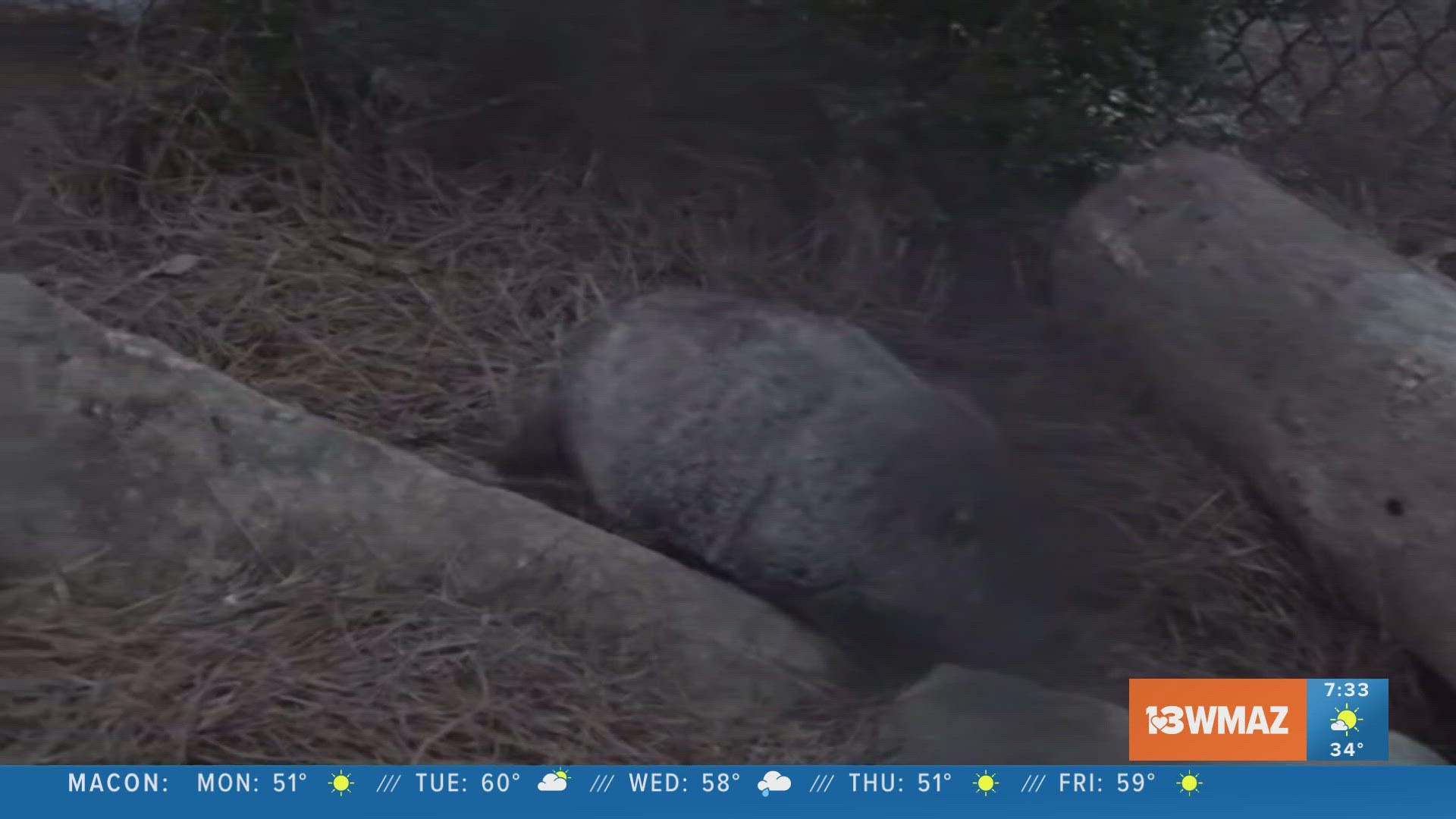 did-general-beauregard-lee-see-his-shadow-13wmaz