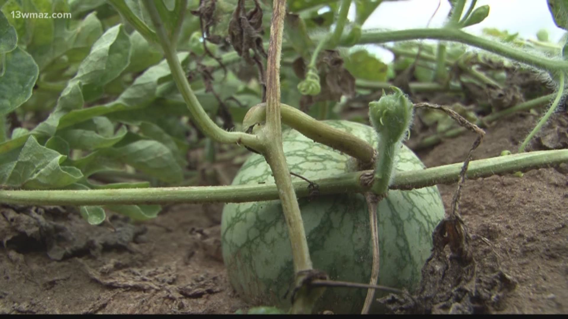 Watermelon festival this Saturday in Cordele