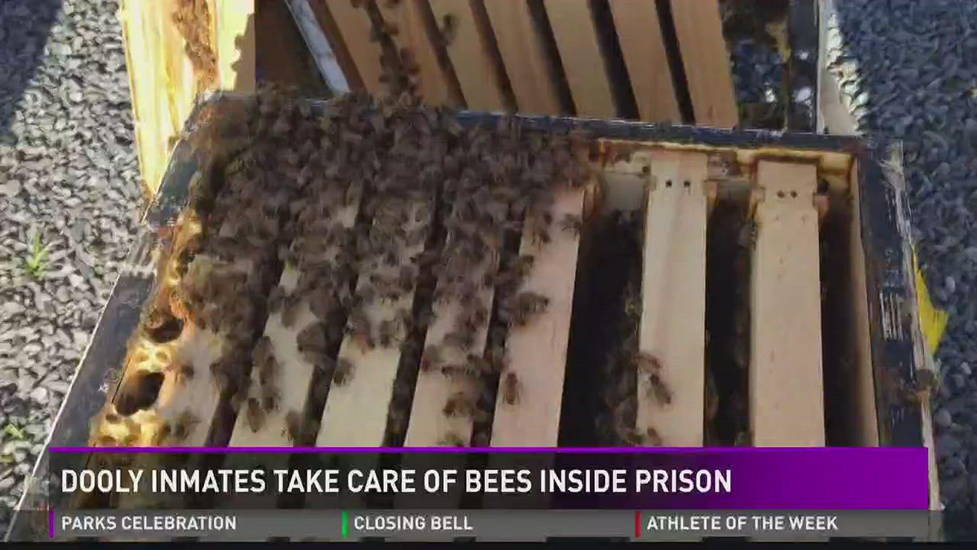 Dooly inmates take care of bees inside prison