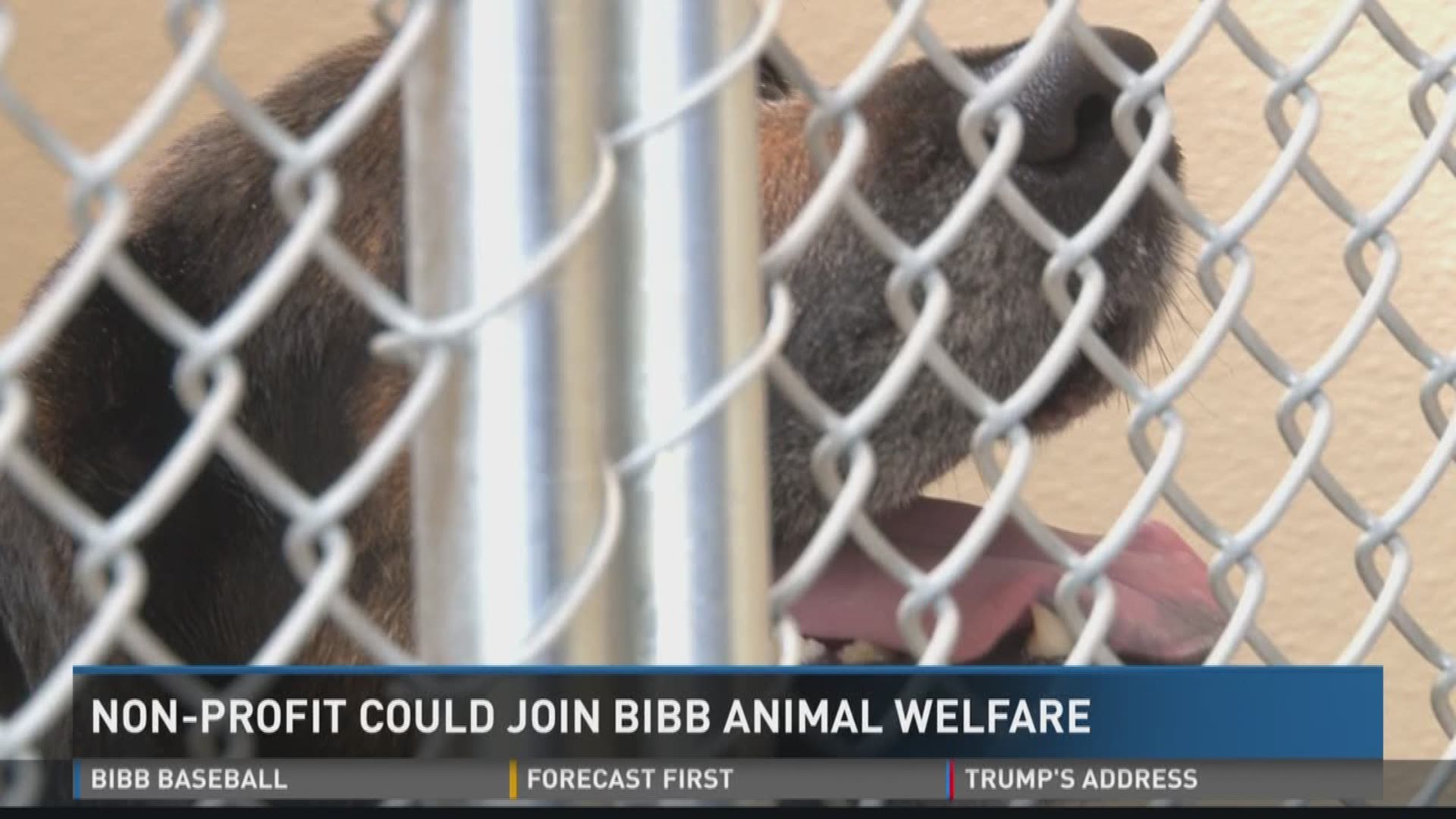 Nonprofit may team up with Bibb animal welfare 