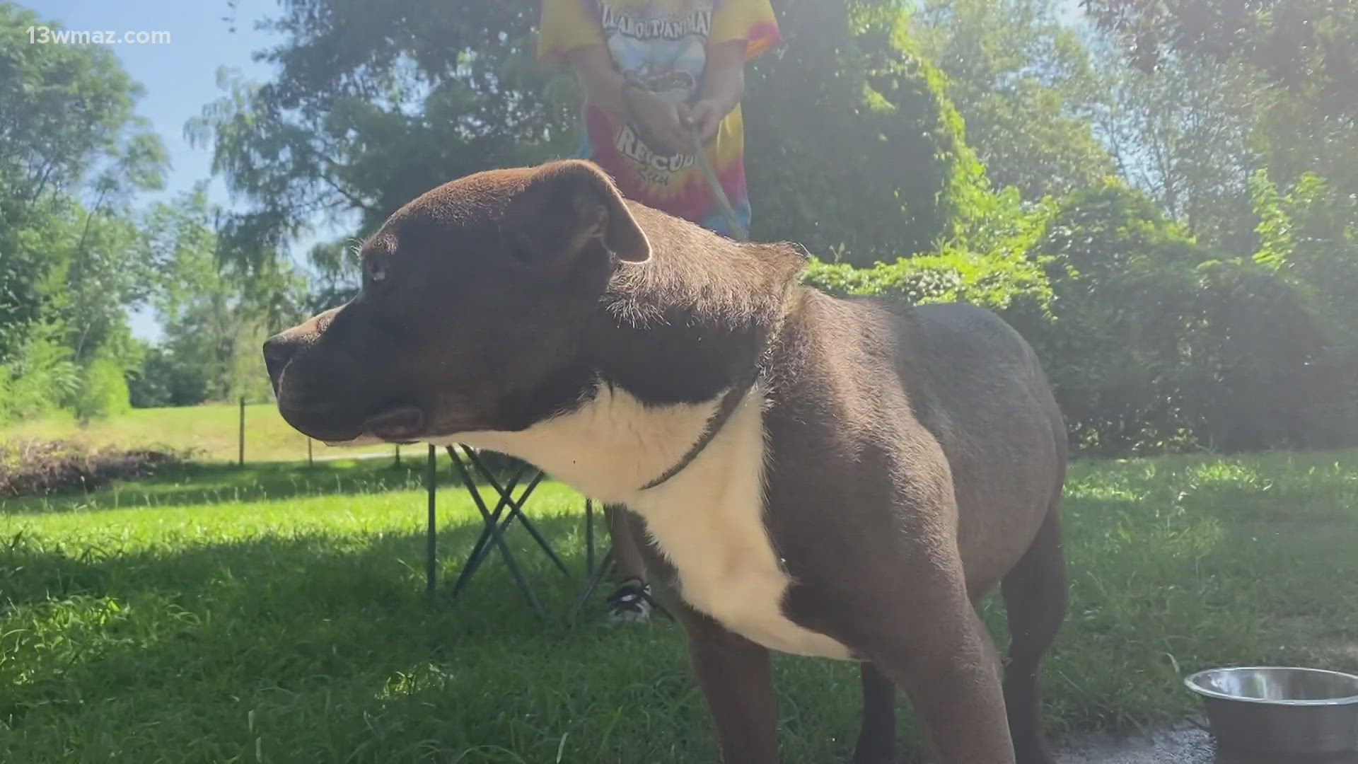 Folks could come out to the park and meet some adoptable mid-size dogs, shown off by All About Animals.