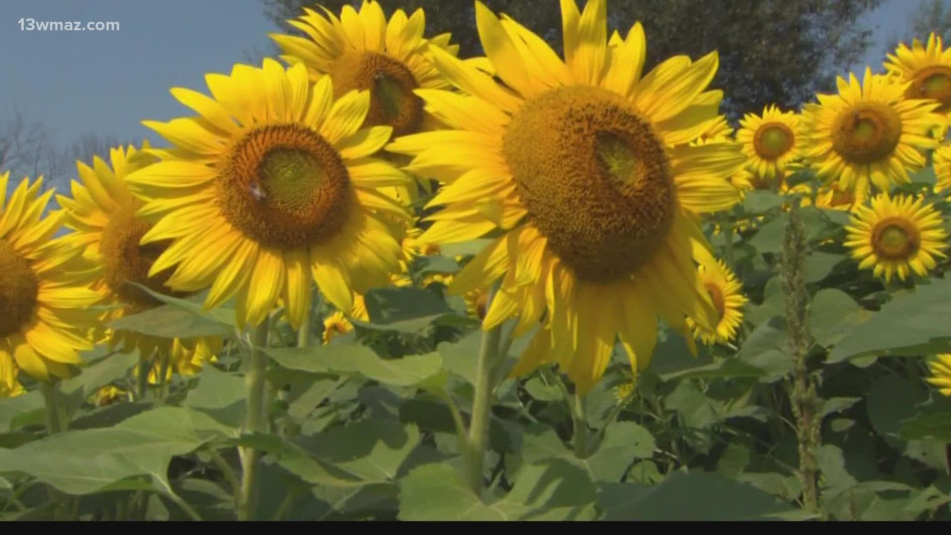 Sunflowers are in full bloom now, but they go through a unique journey to get there.