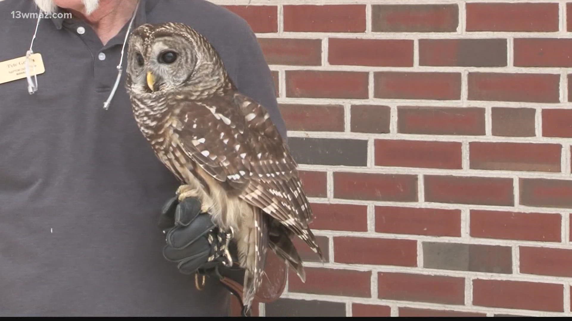 The museum is bringing animals native to Georgia out to do pop-up wildlife shows.