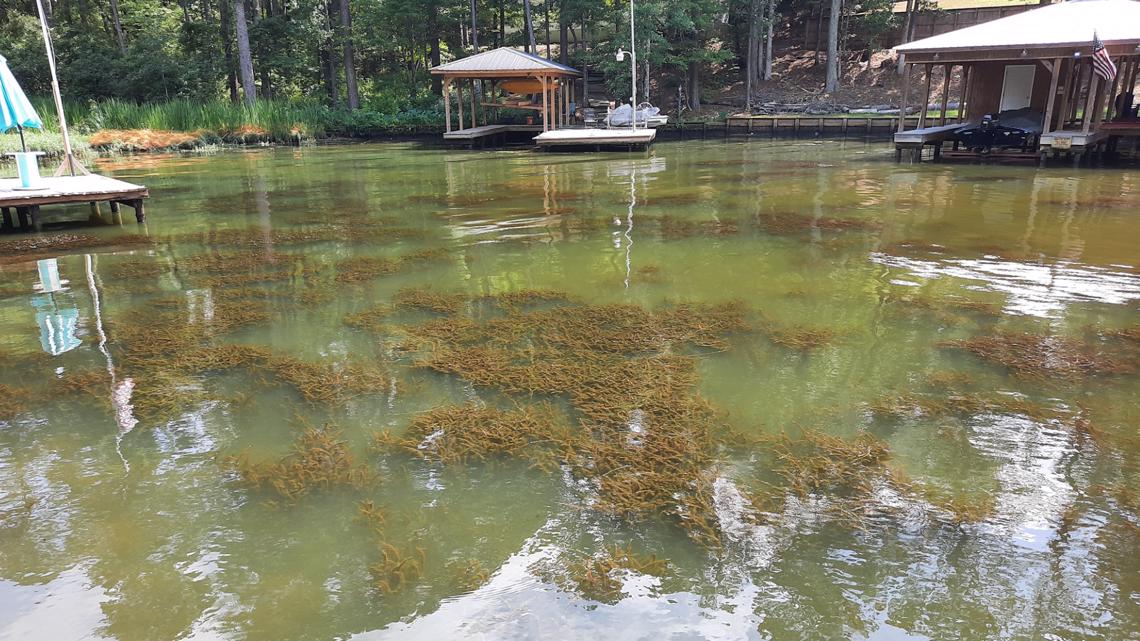 Lake Sinclair homeowners frustrated with invasive plant growth