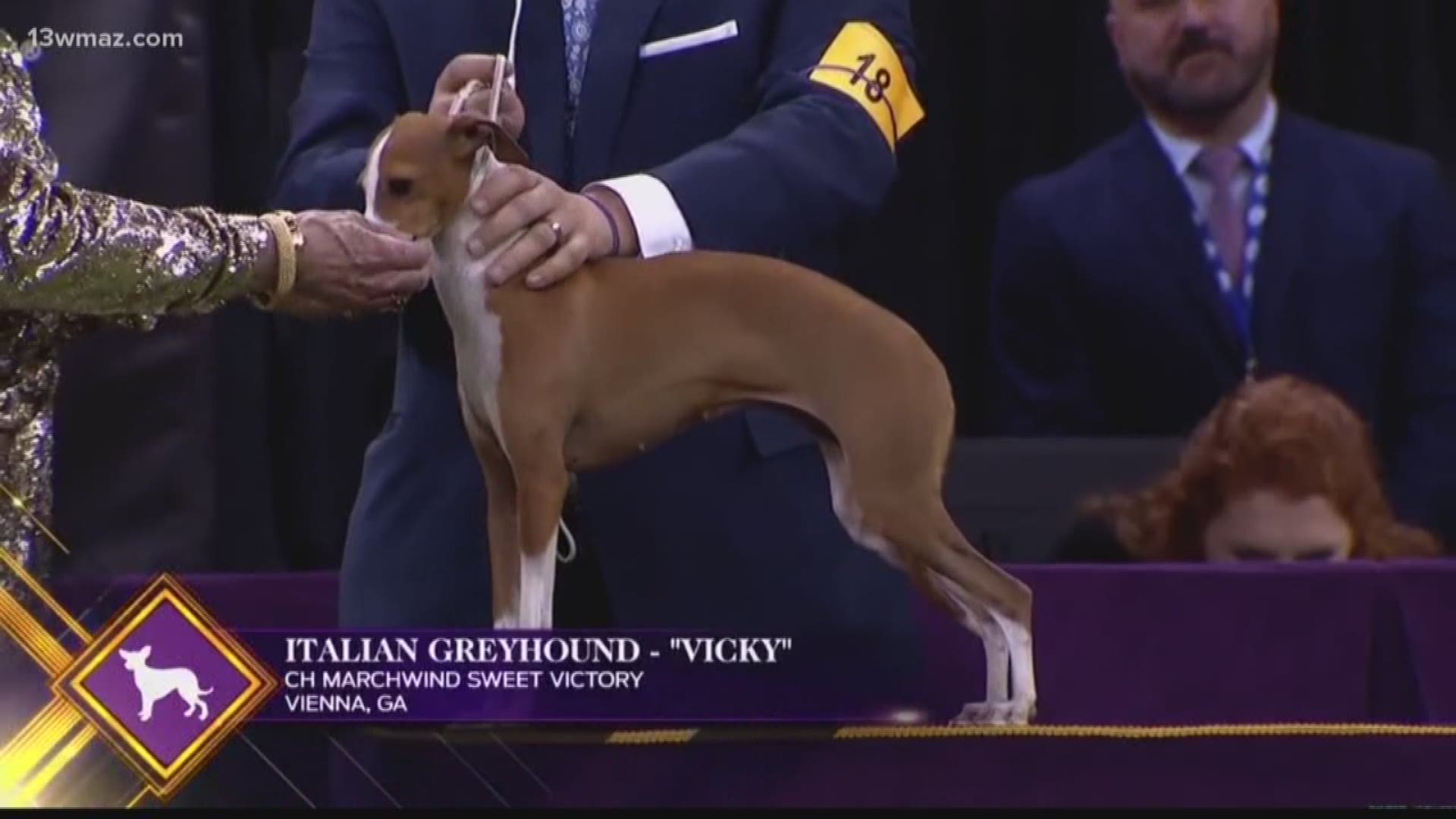 Vienna in Dooly County recently got a shout out on national television at the Westminster Dog Show. That's because the best Italian Greyhound in the country lives there.