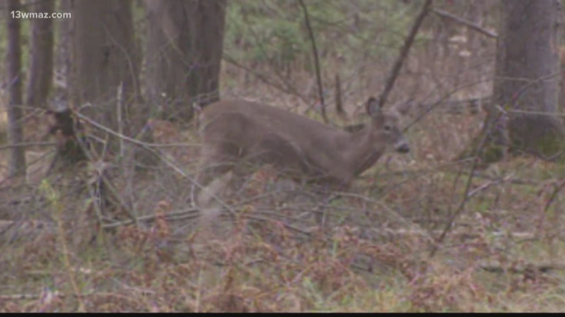 This time of year, the Jones County Sheriff's Office sees a spike in accidents caused by deer.